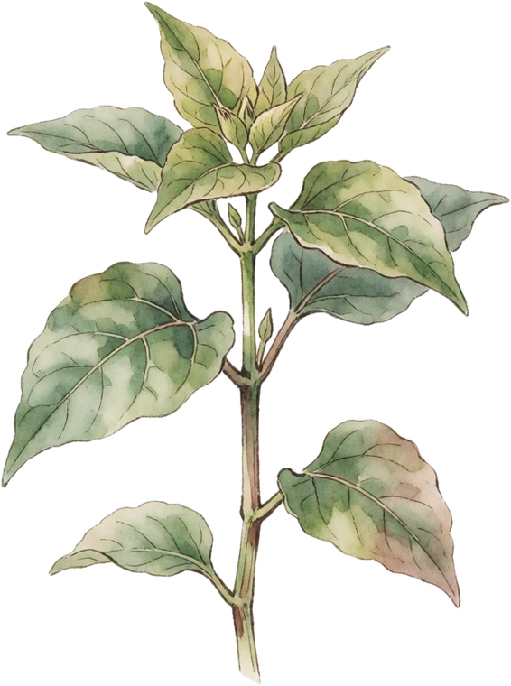 Botanical illustration of Four O'Clock (Marvel of Peru)