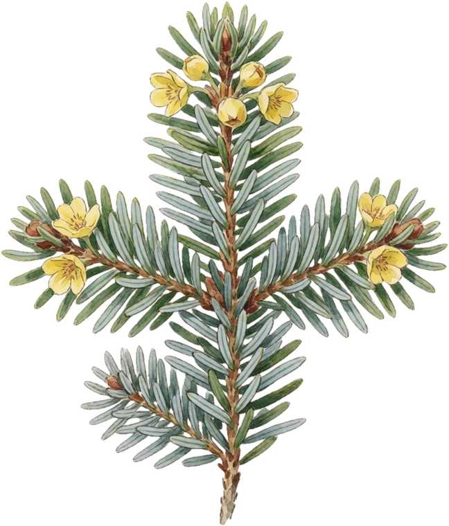 Botanical illustration of Fraser Fir