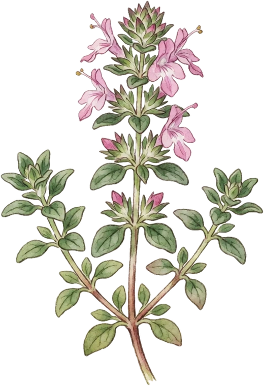 Botanical illustration of Lemon Thyme