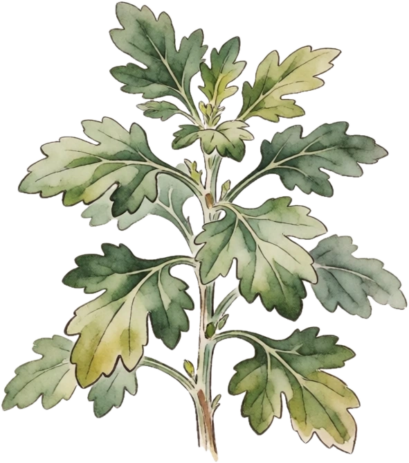 Botanical illustration of Garden Mum
