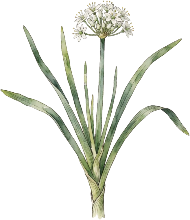 Botanical illustration of Garlic Chives