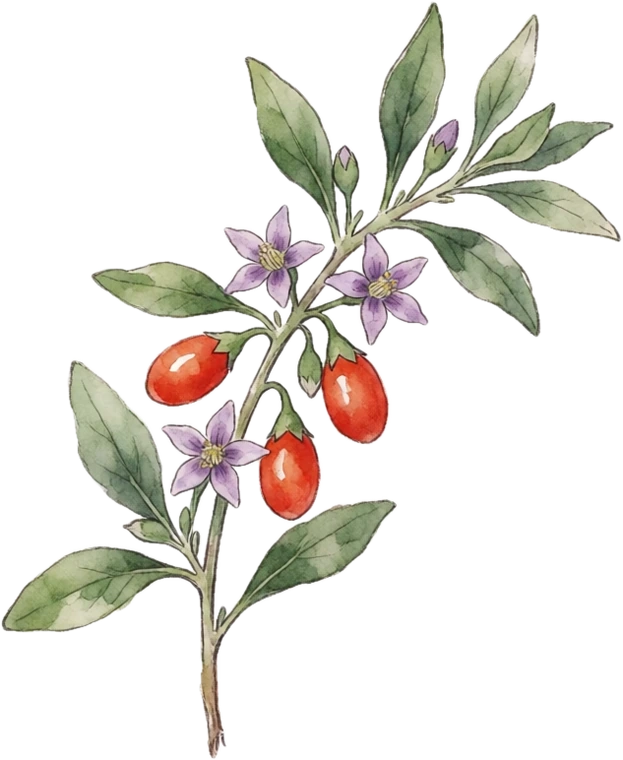 Botanical illustration of Goji Berry