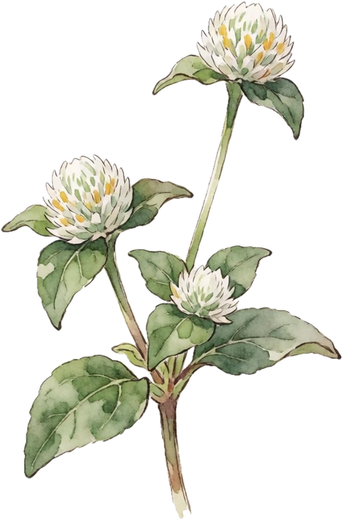 Botanical illustration of Globe Amaranth