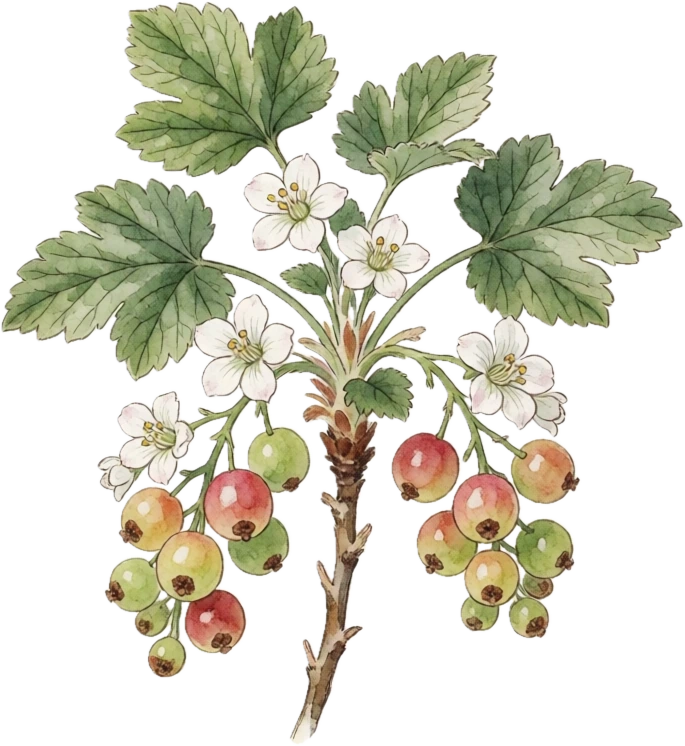Botanical illustration of Jostaberry