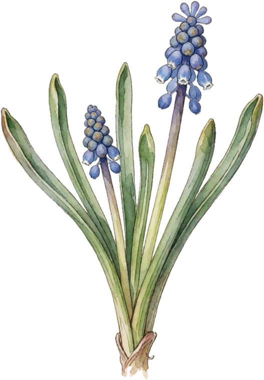 Botanical illustration of Grape Hyacinth