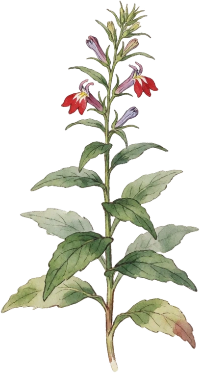 Botanical illustration of Great Blue Lobelia