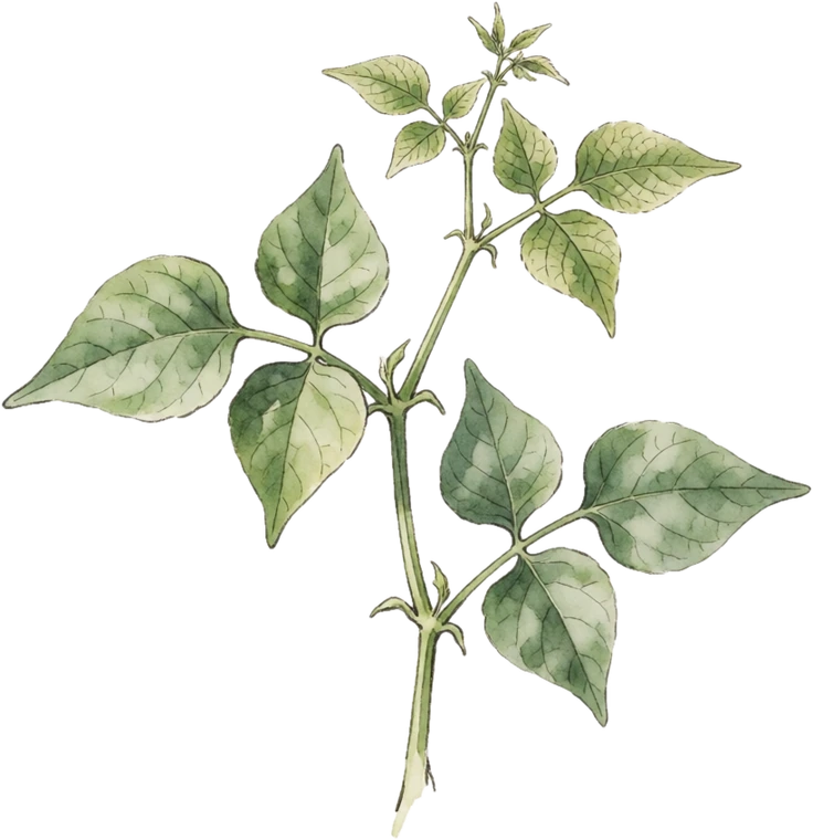 Botanical illustration of Bean