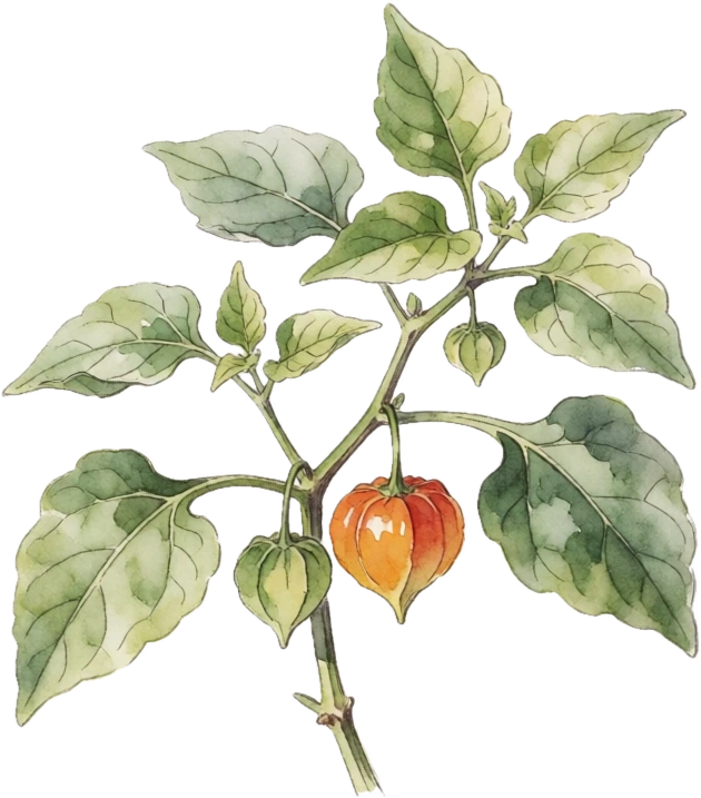 Botanical illustration of Ground Cherry
