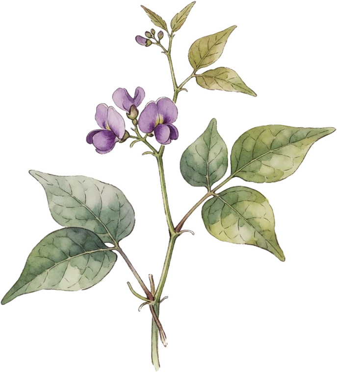 Botanical illustration of American Groundnut