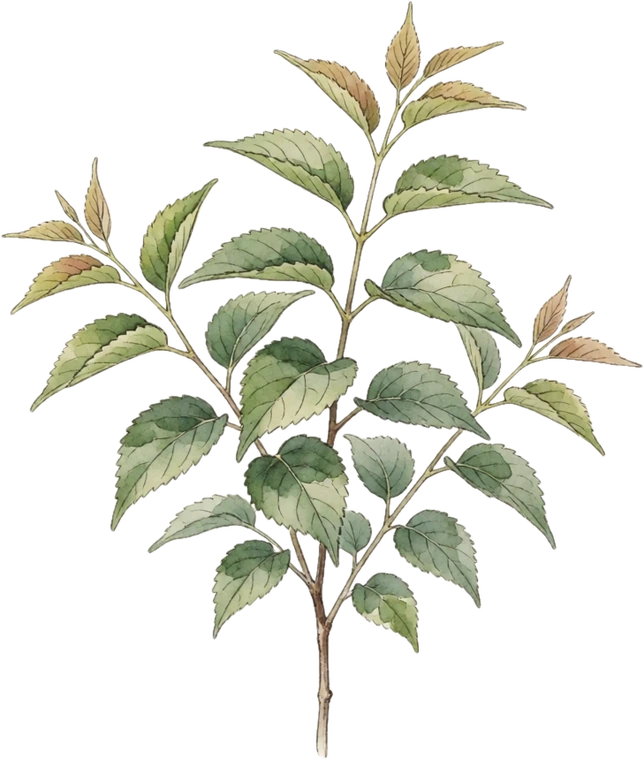 Botanical illustration of Hackberry