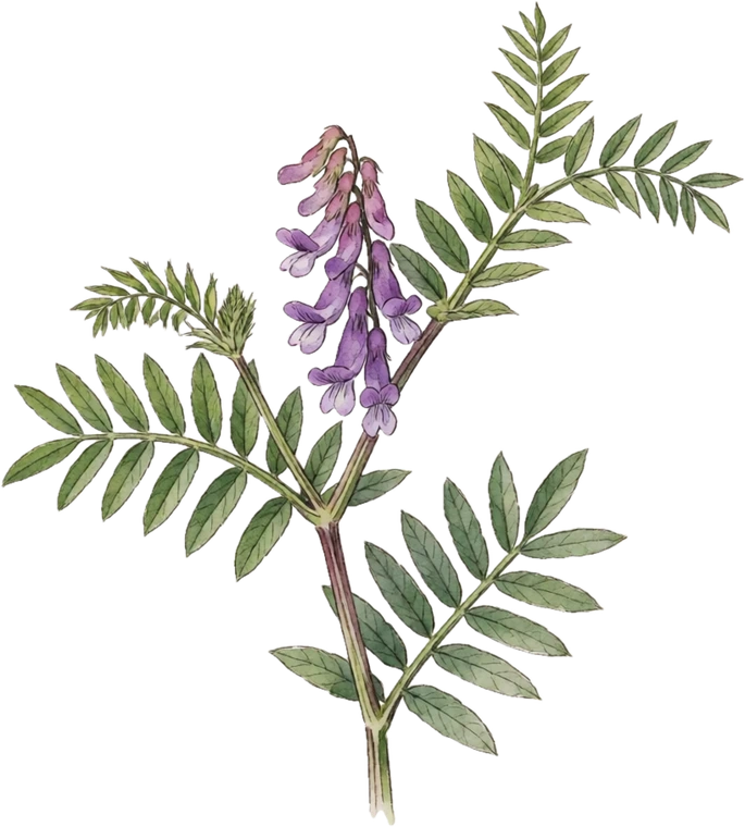 Botanical illustration of Hairy Vetch