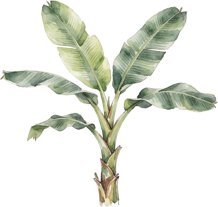 Botanical illustration of Hardy Banana