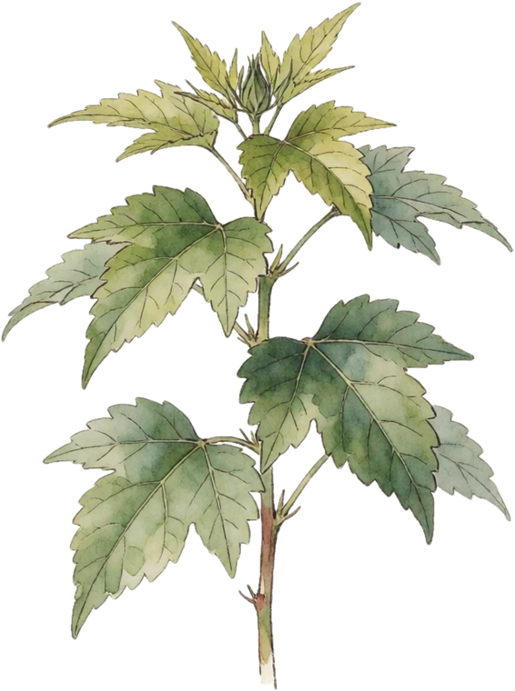 Botanical illustration of Hibiscus