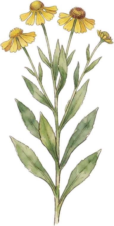 Botanical illustration of Helen's Flower (Sneezeweed)