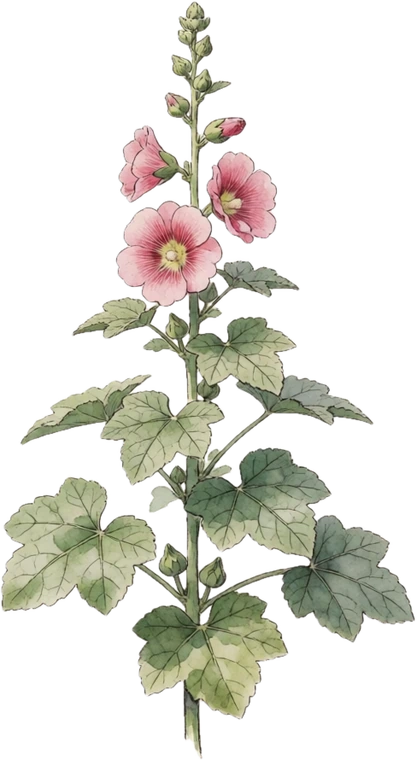 Botanical illustration of Hollyhock