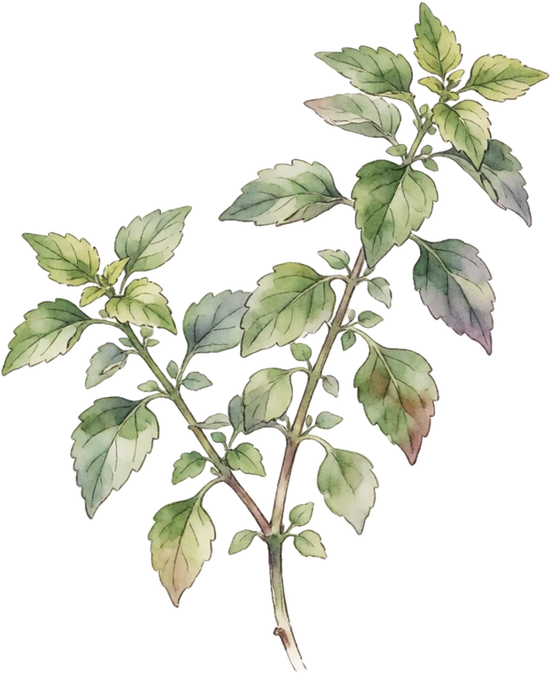 Botanical illustration of Holy Basil (Tulsi)