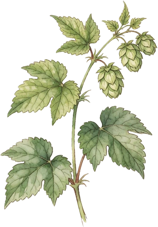 Botanical illustration of Hops
