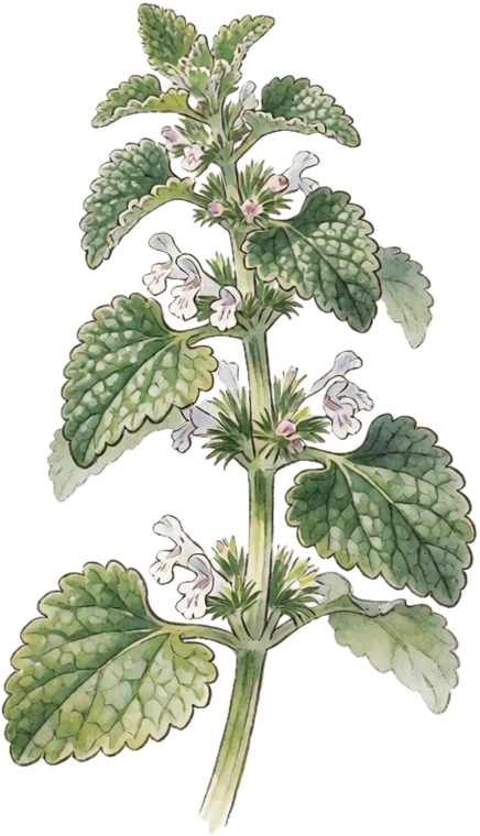 Botanical illustration of Horehound