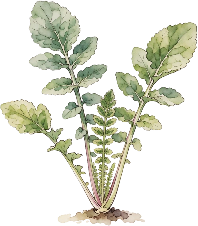 Botanical illustration of Horseradish
