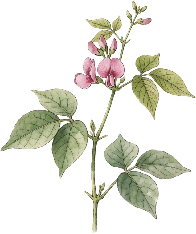 Botanical illustration of Hyacinth Bean