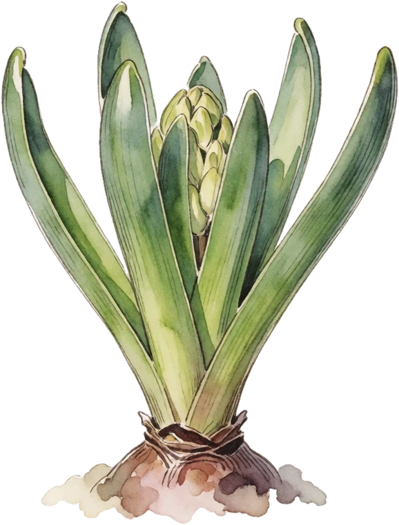 Botanical illustration of Hyacinth