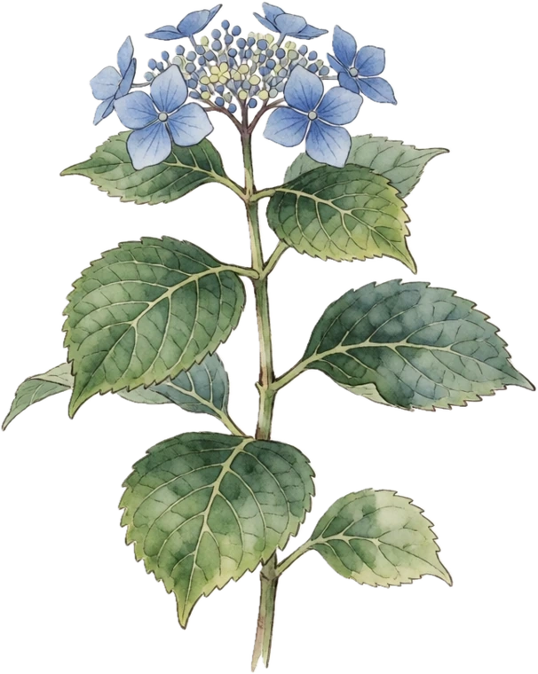 Botanical illustration of Hydrangea