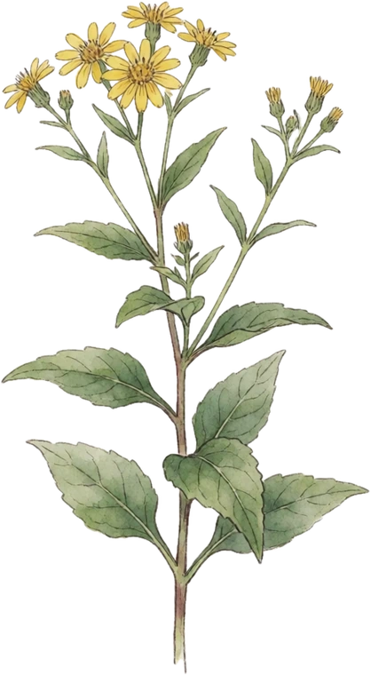 Botanical illustration of Ironweed
