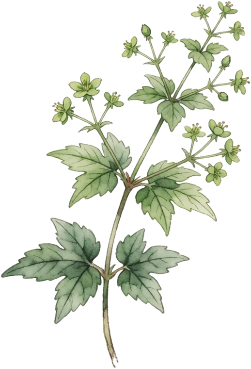 Botanical illustration of Jiaogulan