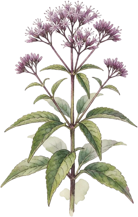 Botanical illustration of Joe Pye Weed