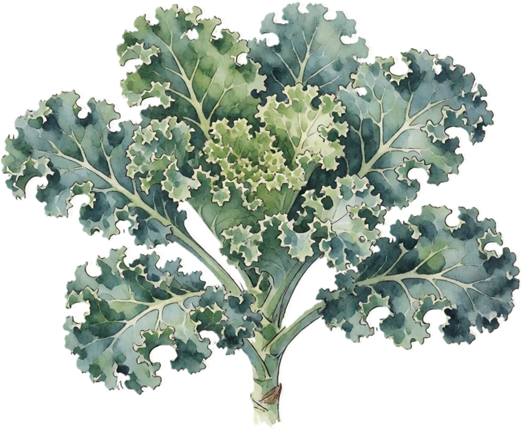 Botanical illustration of Kale