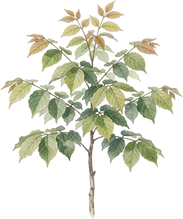 Botanical illustration of Kentucky Coffeetree