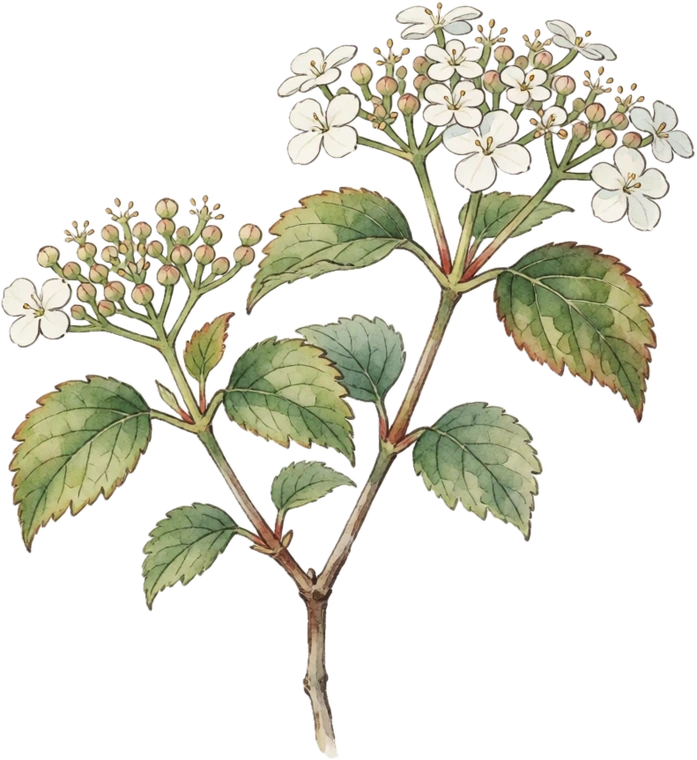 Botanical illustration of Koreanspice Viburnum