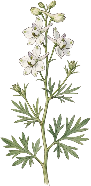 Botanical illustration of Larkspur