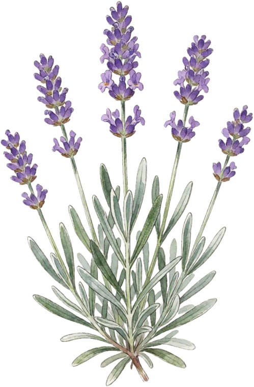 Botanical illustration of Lavender