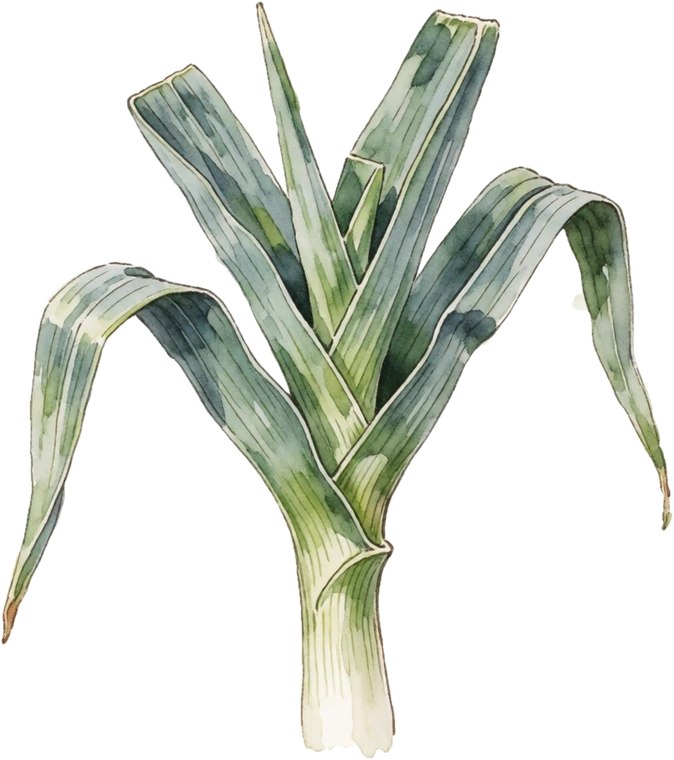 Botanical illustration of Leek