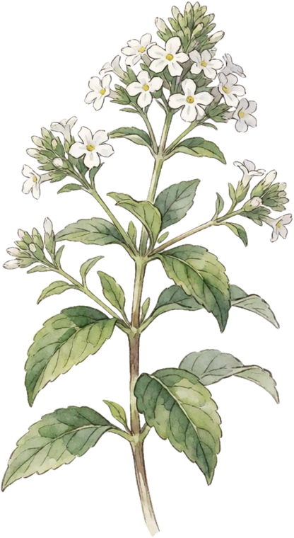 Botanical illustration of Lemon Verbena