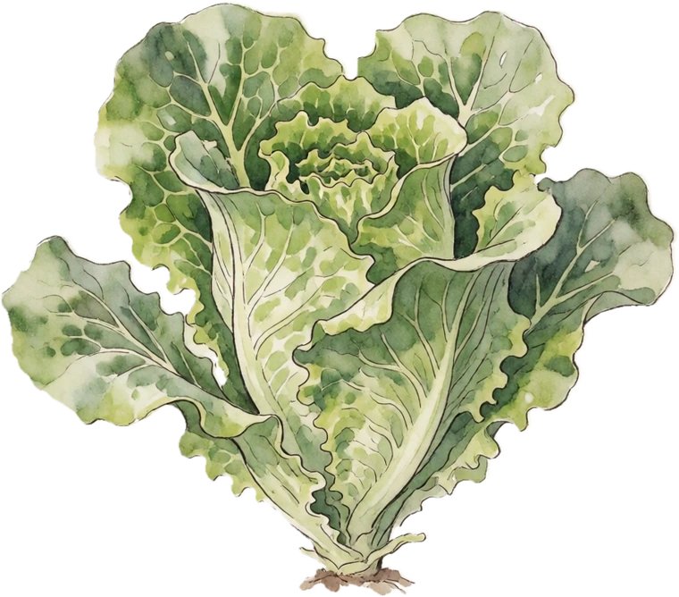 Botanical illustration of Lettuce