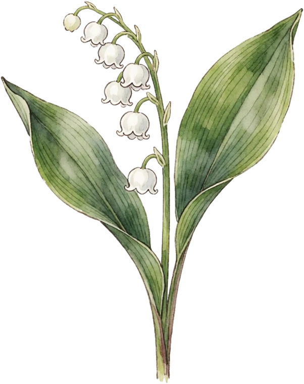 Botanical illustration of Lily of the Valley