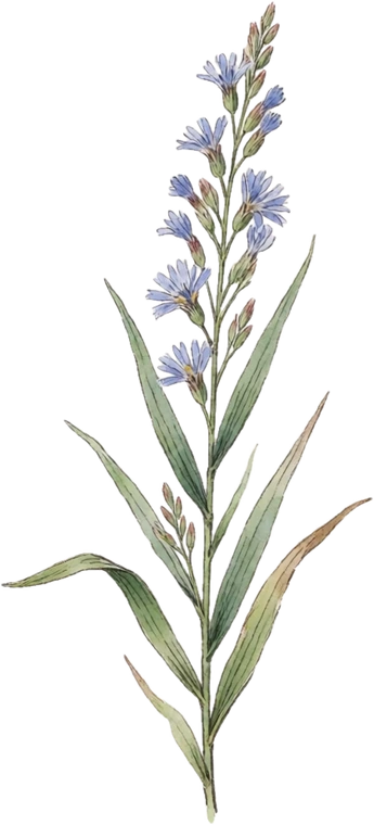 Botanical illustration of Little Bluestem