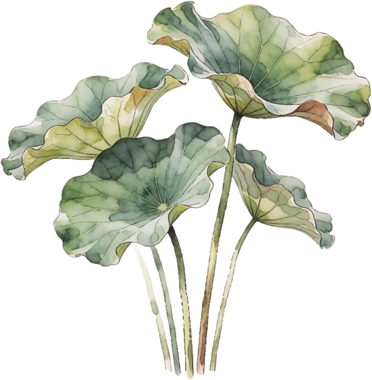Botanical illustration of Sacred Lotus