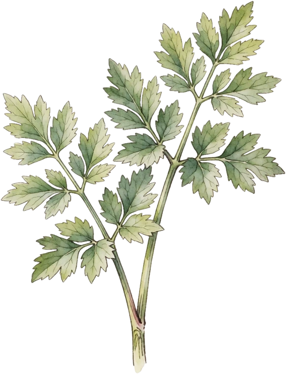 Botanical illustration of Lovage