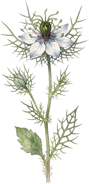 Botanical illustration of Love-in-a-Mist