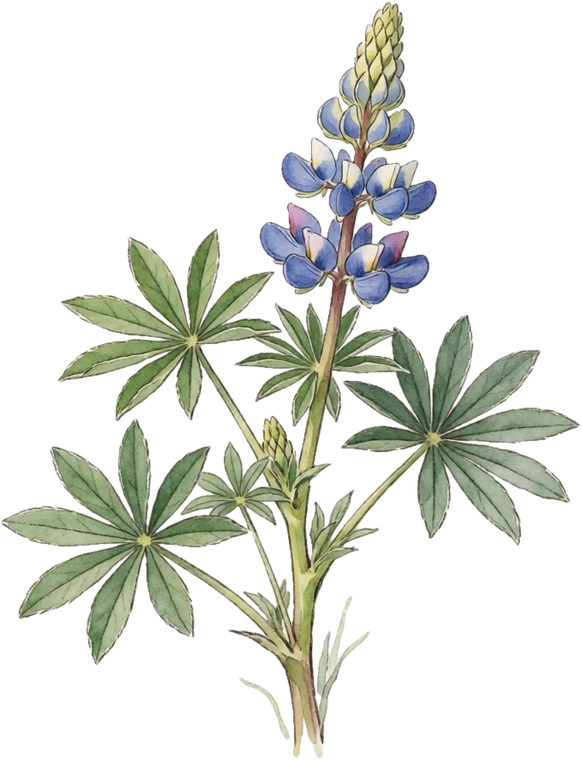 Botanical illustration of Lupine