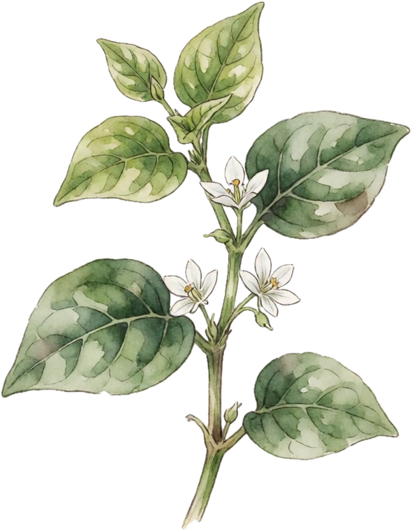 Botanical illustration of Malabar Spinach