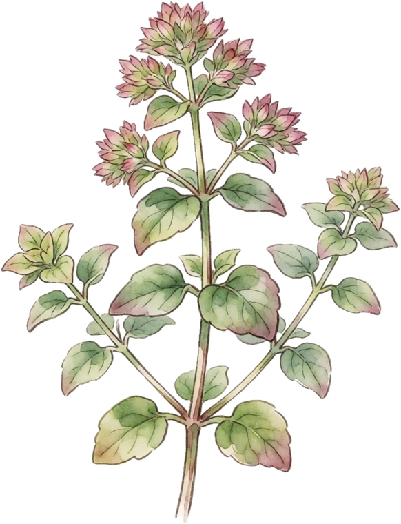 Botanical illustration of Sweet Marjoram