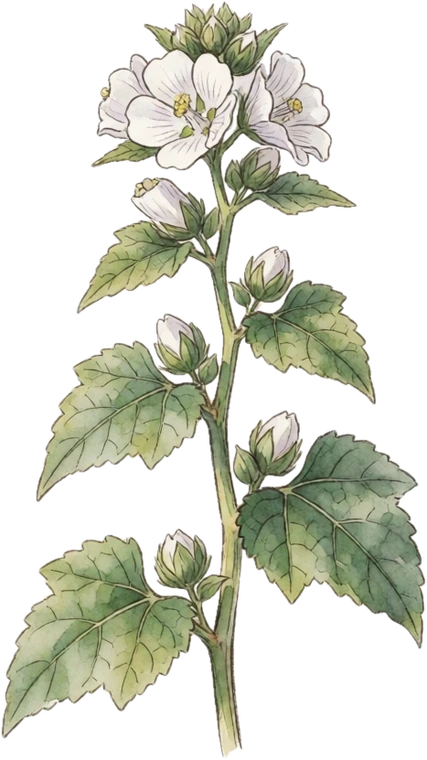 Botanical illustration of Marshmallow