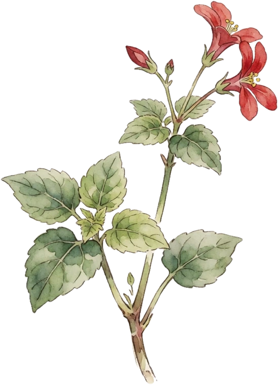 Botanical illustration of Mashua