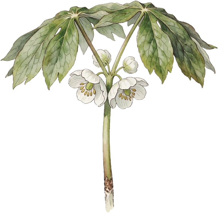 Botanical illustration of Mayapple