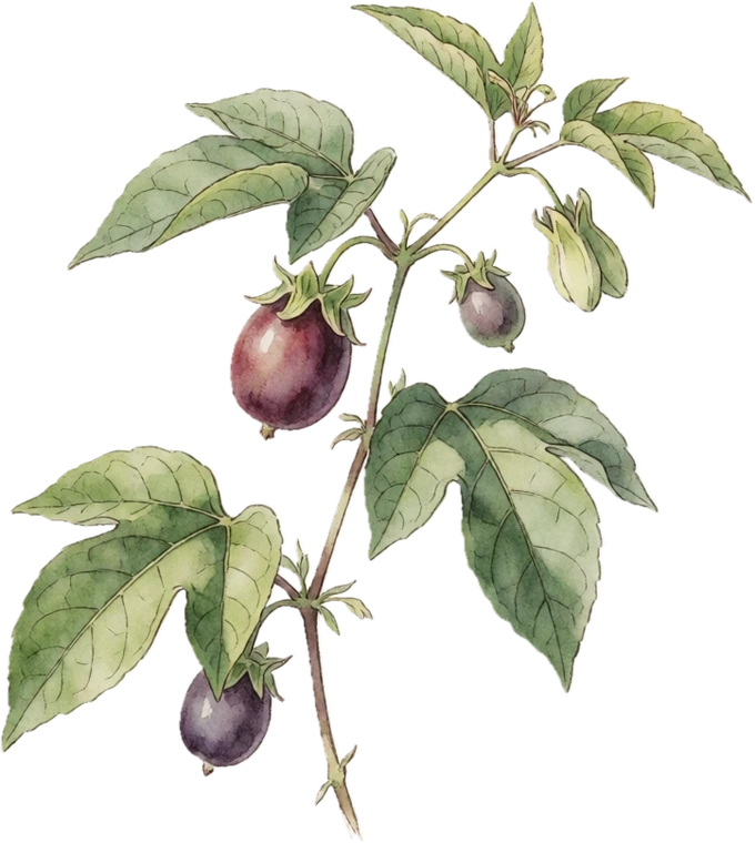 Botanical illustration of Maypop (Hardy Passionflower)