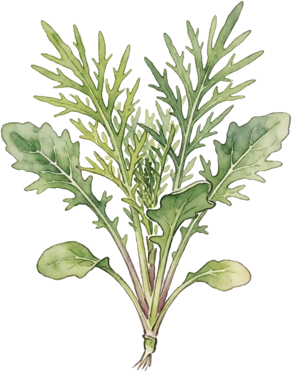 Botanical illustration of Mizuna